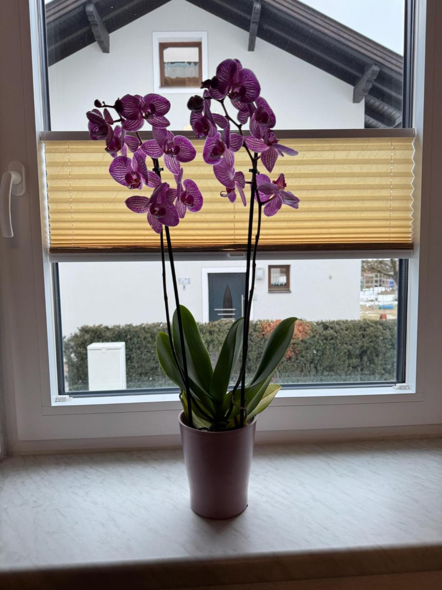 Ferienwohnung Rauchkofelblick Debant Buitenkant foto